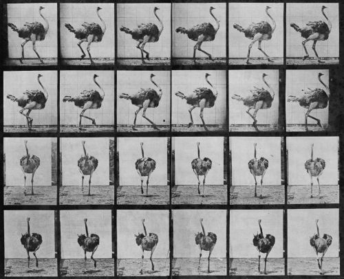 Eadweard Muybridge, Ostrich Sequence